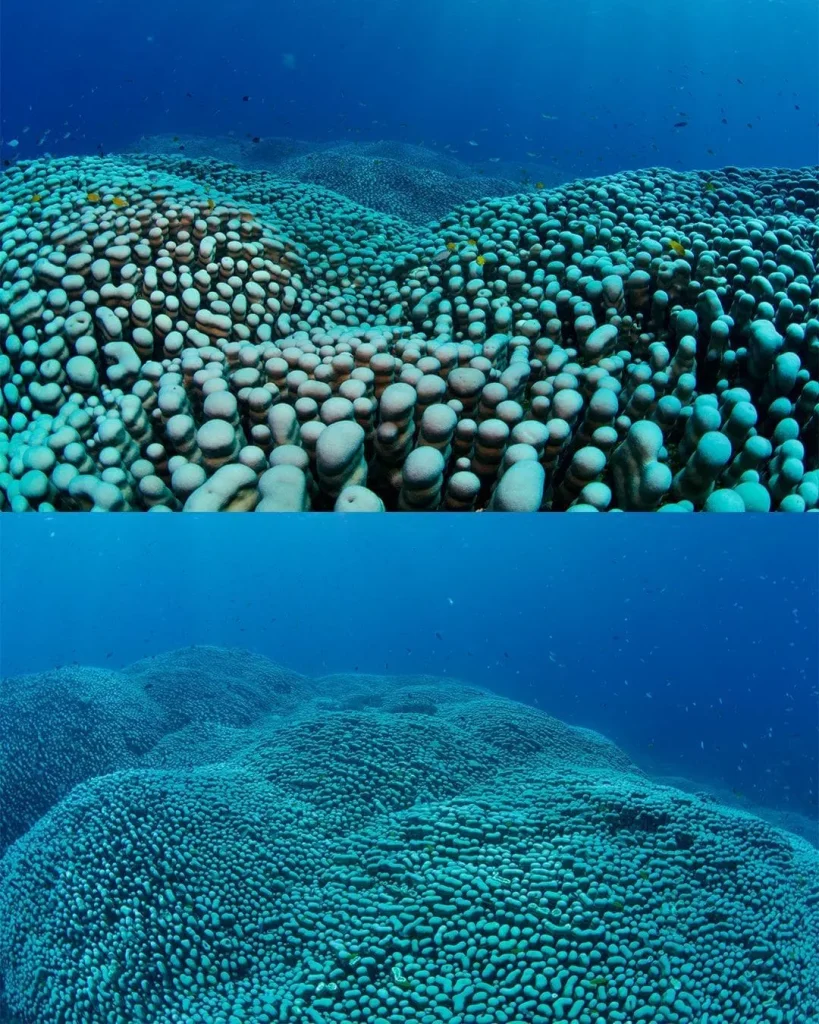 colonia pavona clavus grande barriera corallina australia