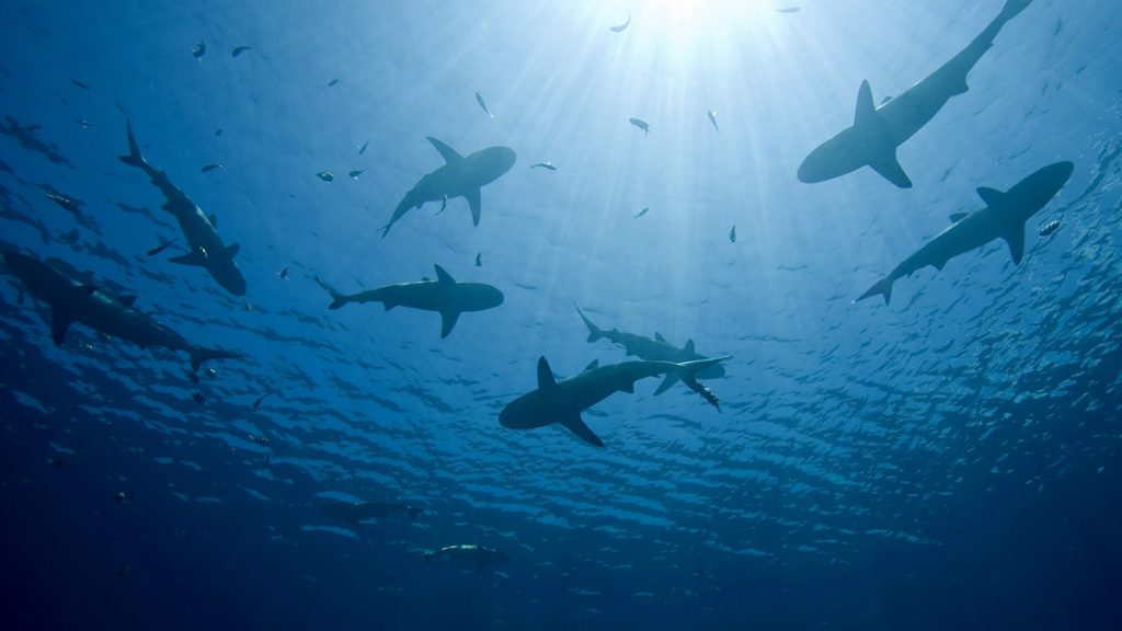 commercio squali nuove regole cities non bastano contro la sovrapesca