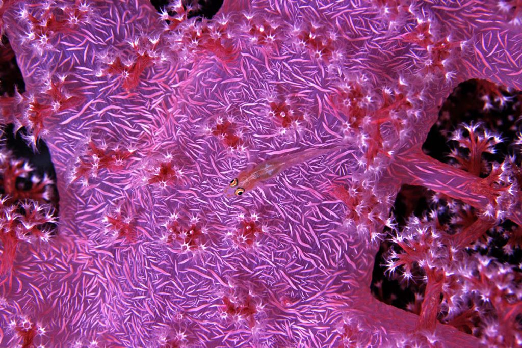 Pleurosicya annadalei tra i polipi di un alcionario Dendronephthya sp. – 105 mm. macro – 1 Flash – Gobal Kebir – Nord Hurghada – Red Sea – Egypt.