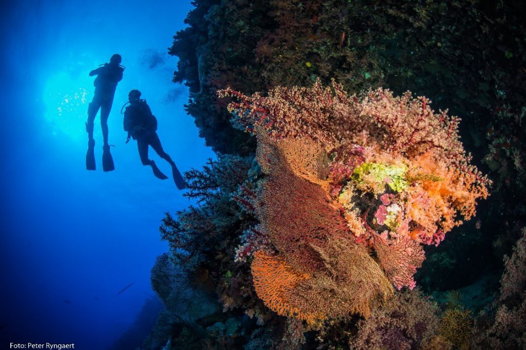 Subacquei sulla parete corallina dell’house reef di Ras Allasad