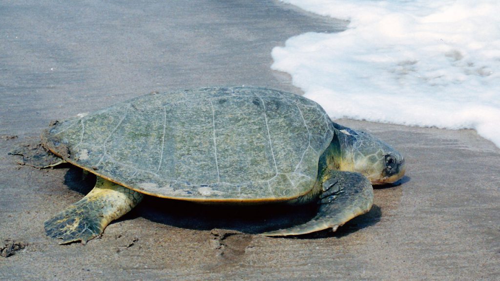 tartarughe di Kemp sentono il rumore delle navi