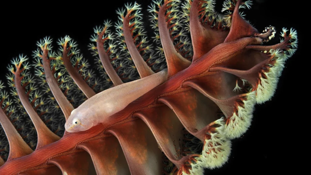 macro fotografia pesci piccoli