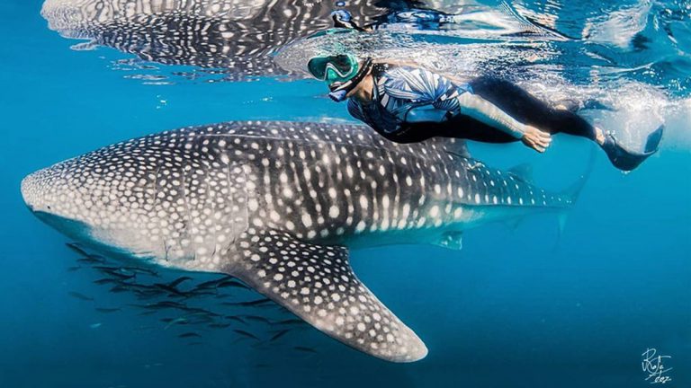 nosytour-offerta baja california subacquea