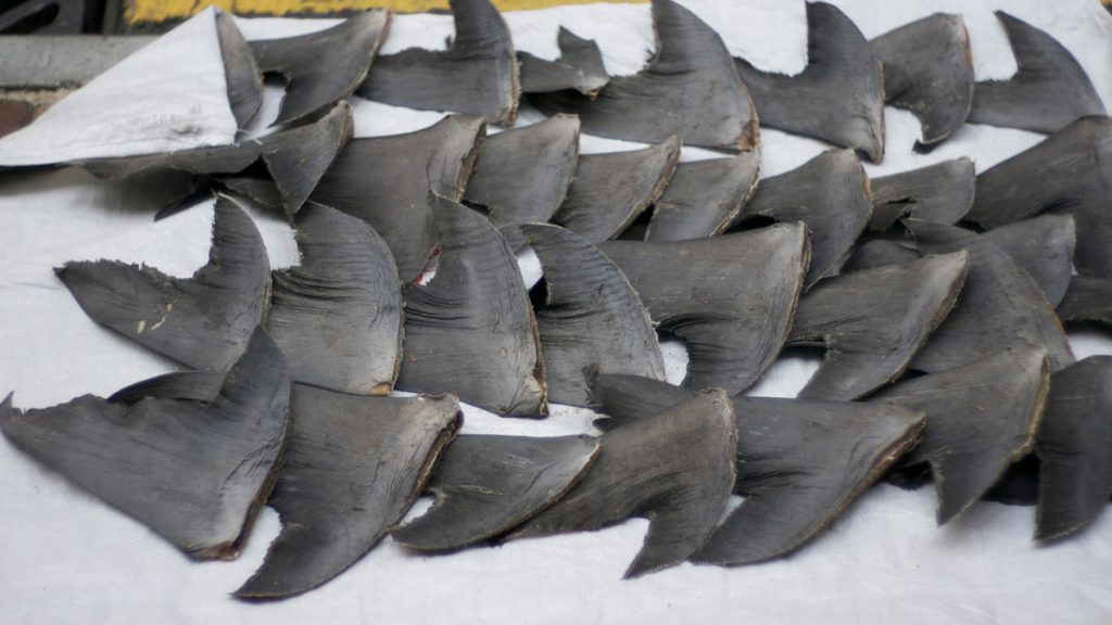 pinne squalo hong kong pesca commercio