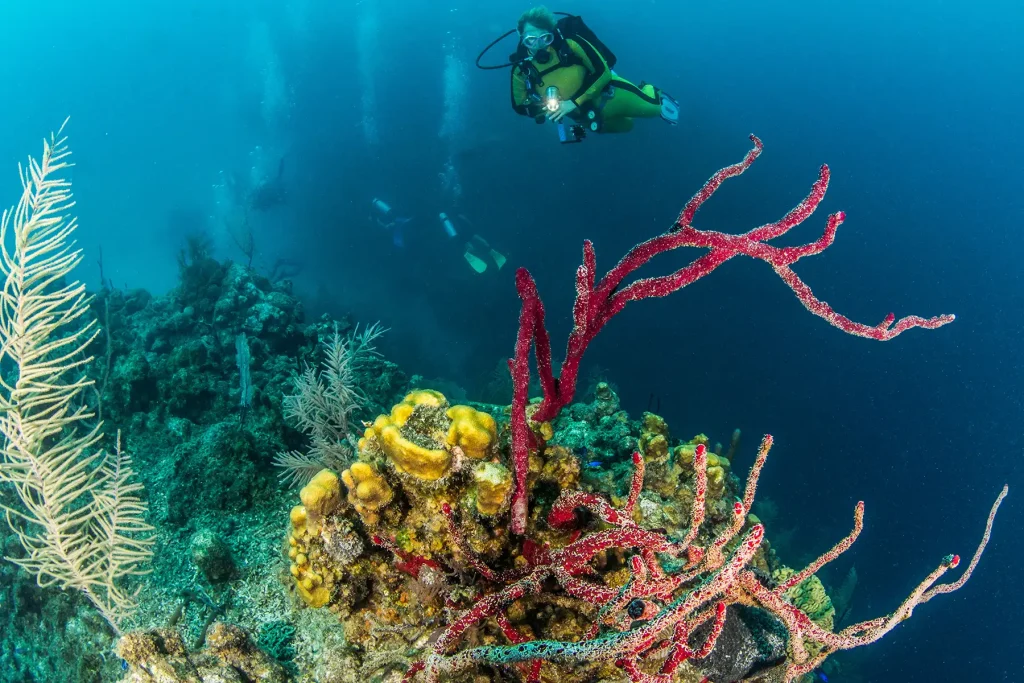 Subacqueo vicino a una grande gorgonia rosa su fondale profondo dell’ecosistema marino