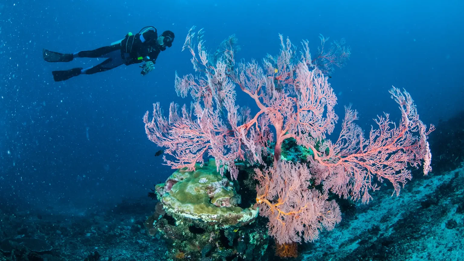 Subacqueo davanti a una grande gorgonia rossa su parete rocciosa ricca di biodiversità marina