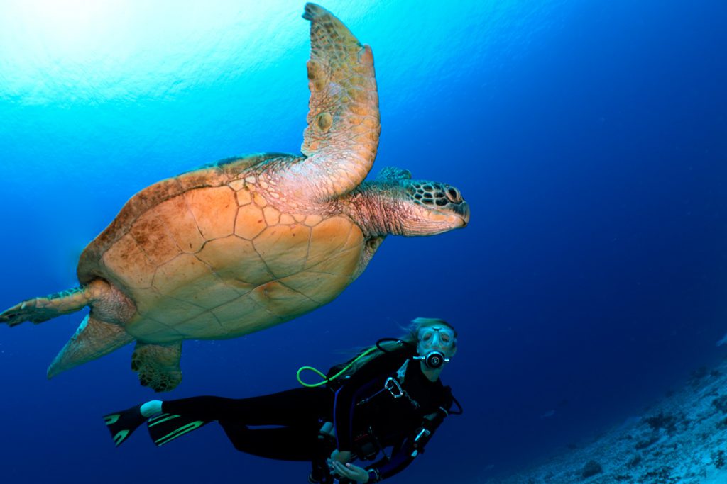 tartaruga maldive liveaboard scuba