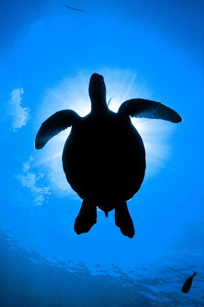 foto tartaruga verde immersione