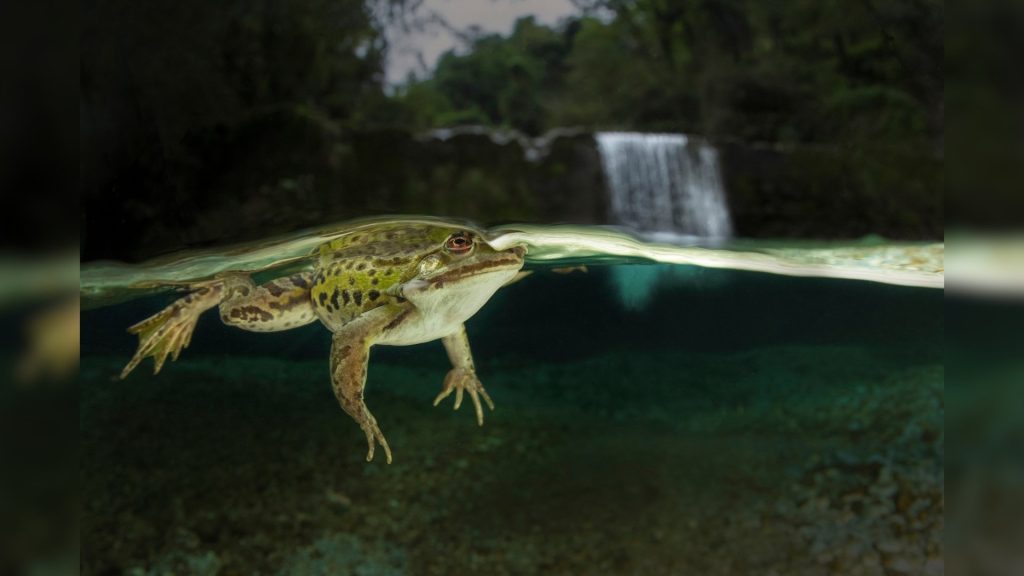 alessandro giannaccini foto sub rana