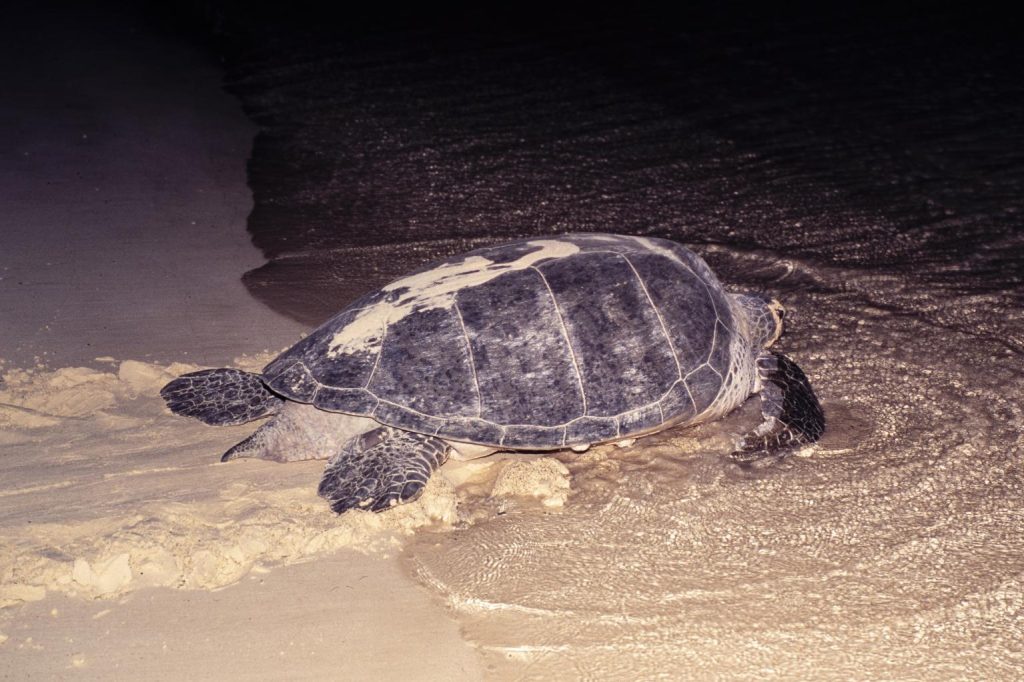 Tartaruga verde adulta sulla spiaggia di notte durante la nidificazione