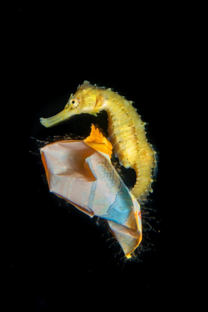 cavalluccio marino rifiuti