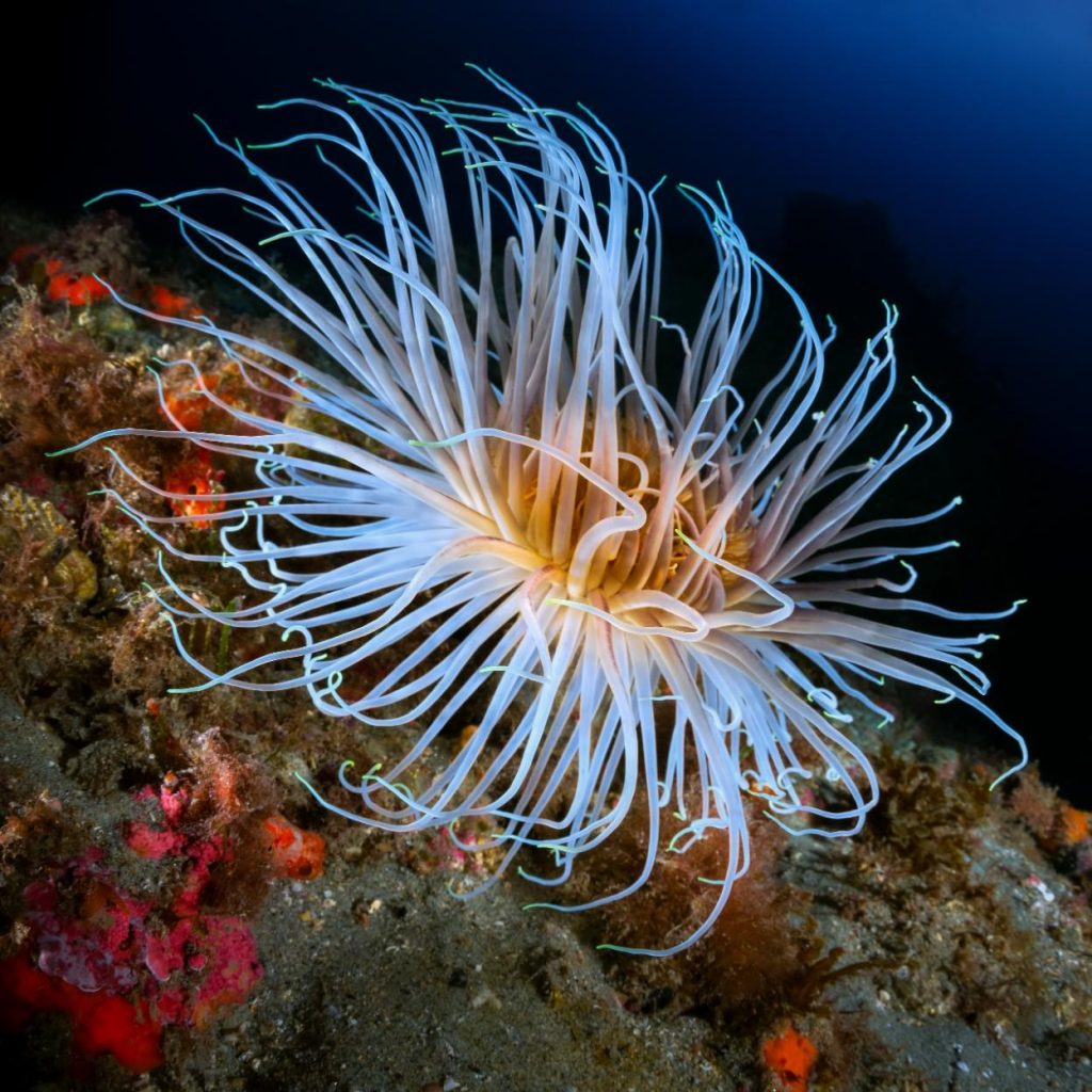 Cerianto bianco con lunghi tentacoli su fondale roccioso mediterraneo