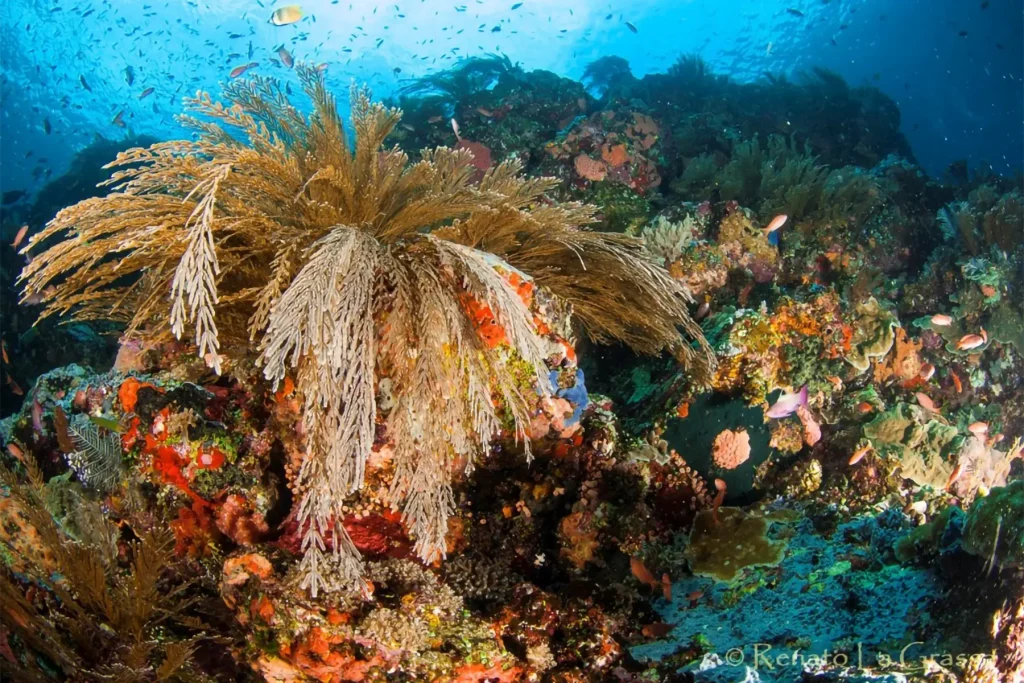 Reef fotografato da Renato La Grassa  - Crociera di Gruppo Komodo 