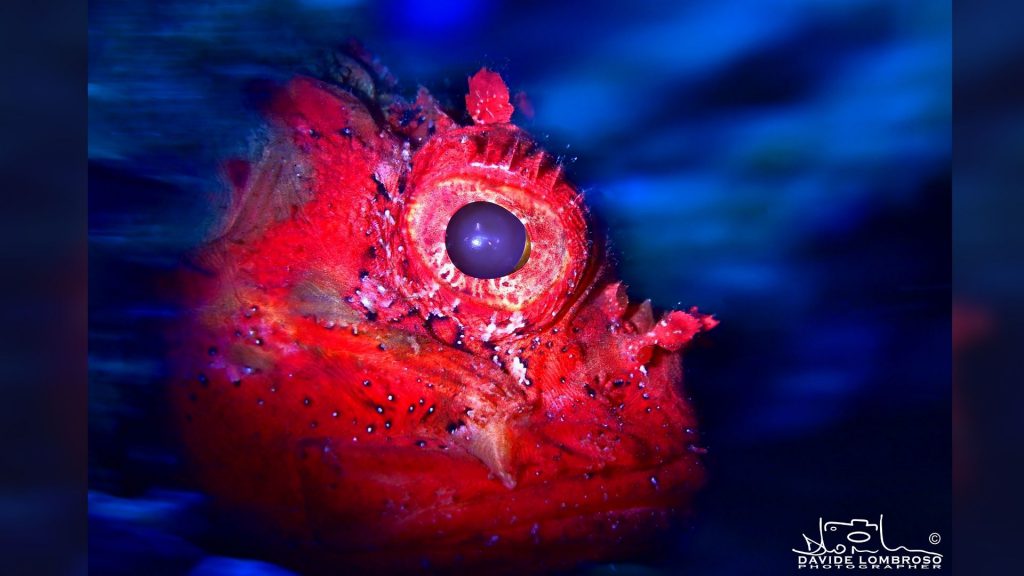 davide lombroso fotografo subacqueo myshot
