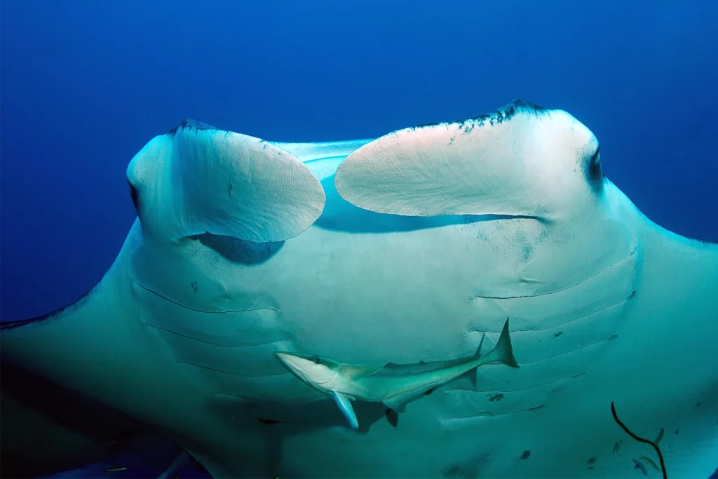 Foto in primo piano di una manta oceanica n acque profonde.