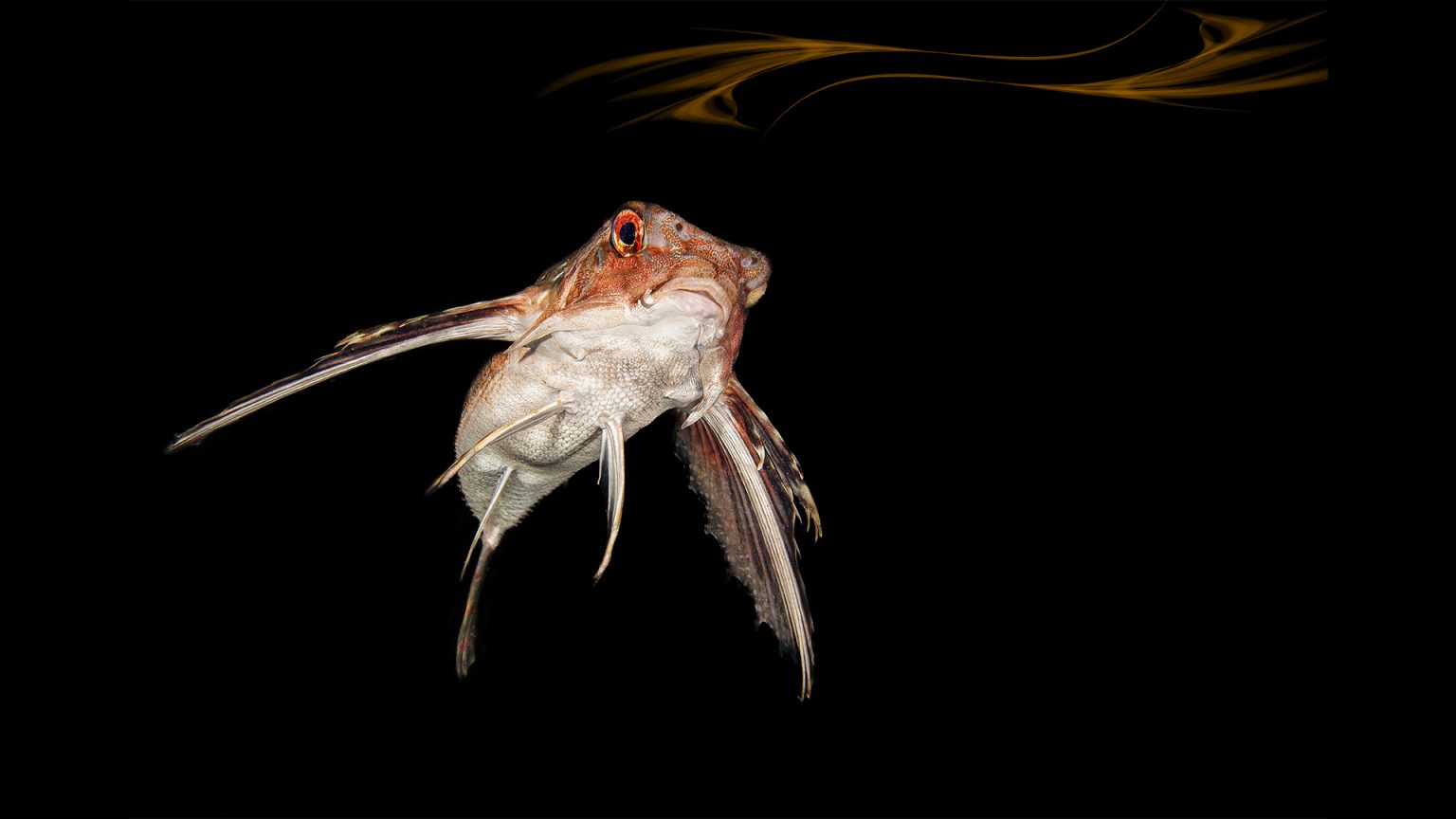 gaetano errico gallery fotosub pesci