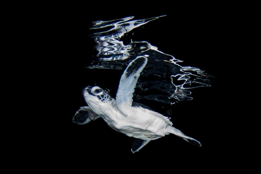 Giovane tartaruga verde che risale verso la superficie in acqua scura