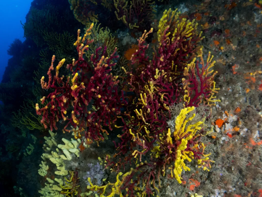 gorgonia gialla