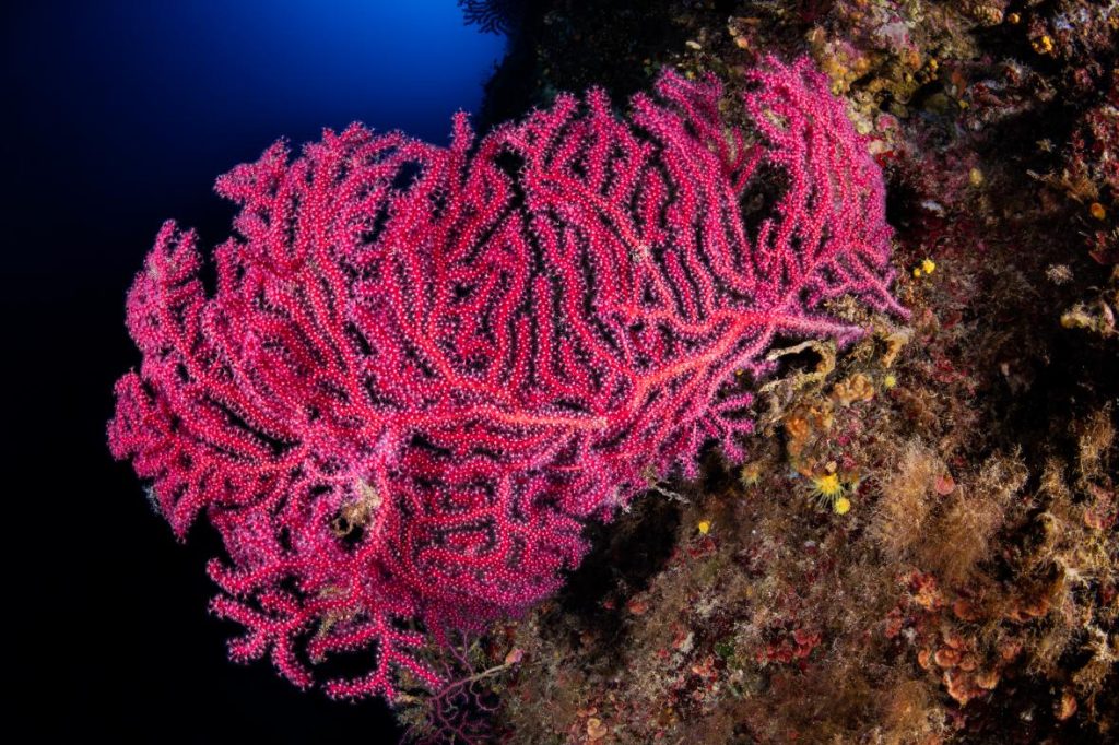 Grande gorgonia rossa e gialla su parete rocciosa del Mediterraneo