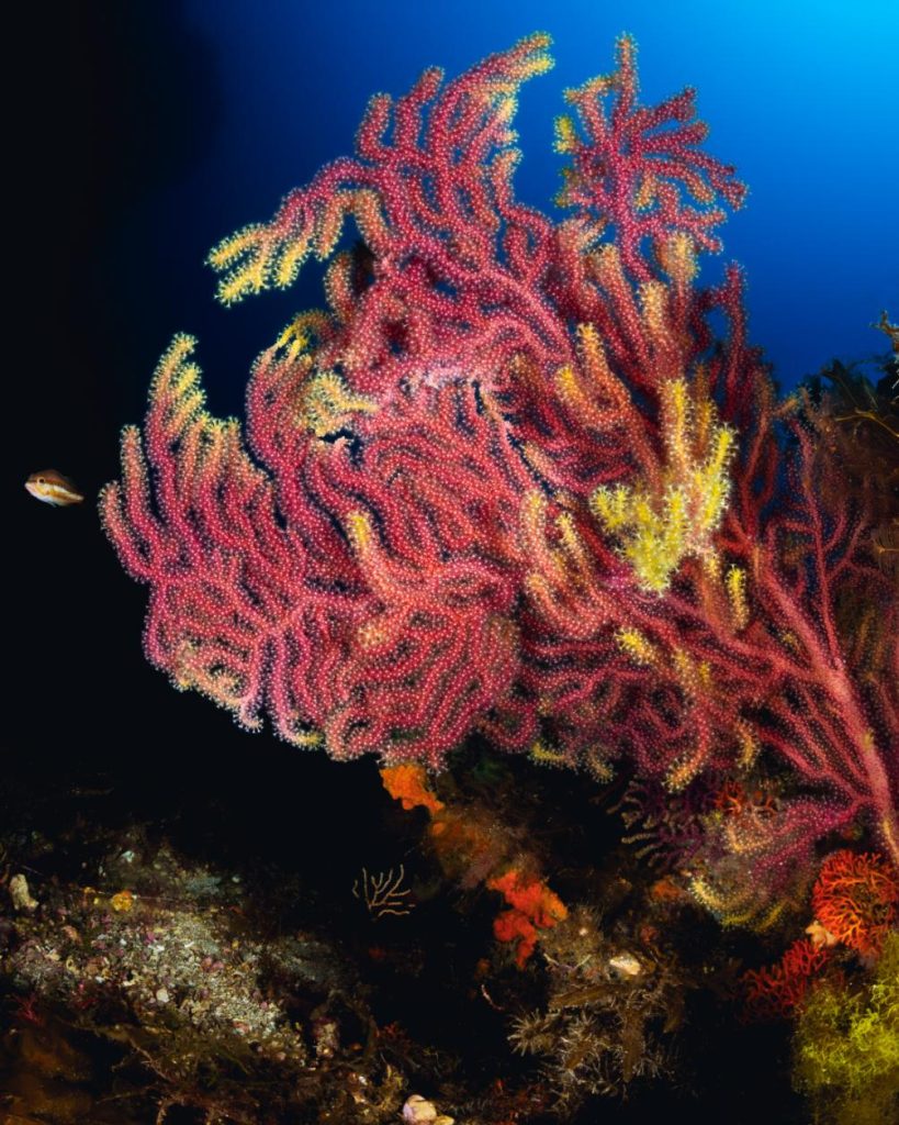 Ventaglio di gorgonie gialle e rosse illuminato dal flash su fondale coralligeno