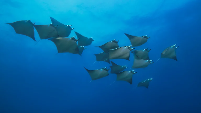 Foto gruppo di mante