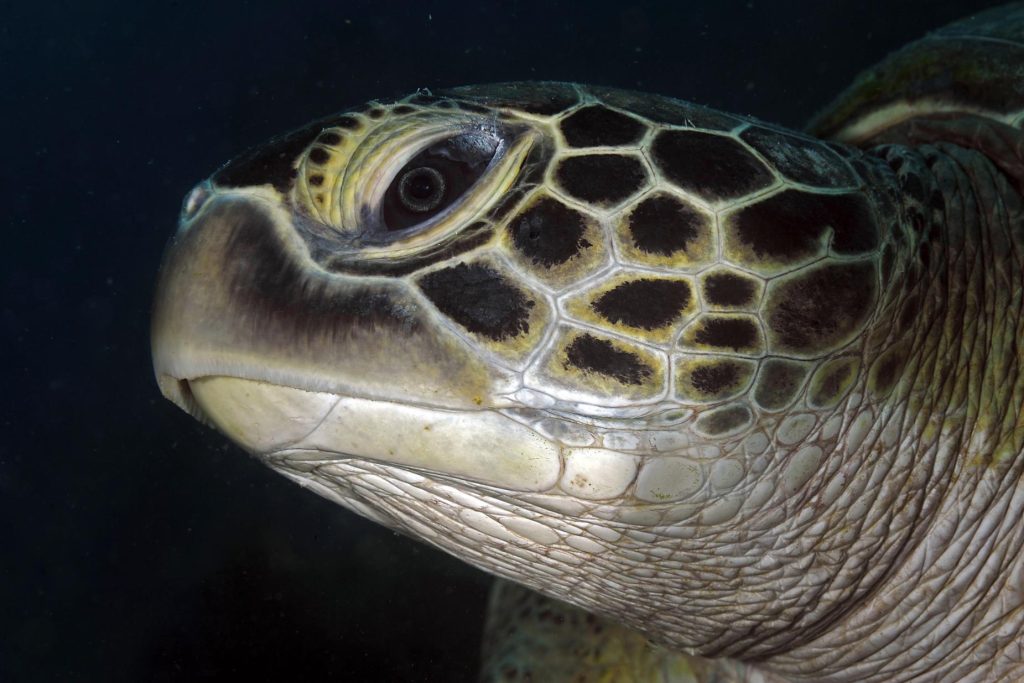 Macro del volto di tartaruga verde con dettaglio delle scaglie della testa