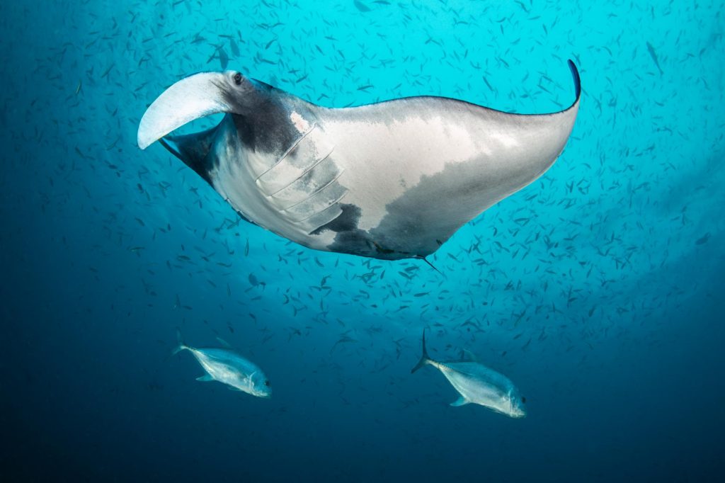 Manta oceanica in acqua libera con pesci di contorno su sfondo blu