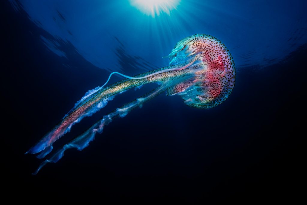 Medusa punteggiata ripresa in controluce mentre risale nella colonna d’acqua blu