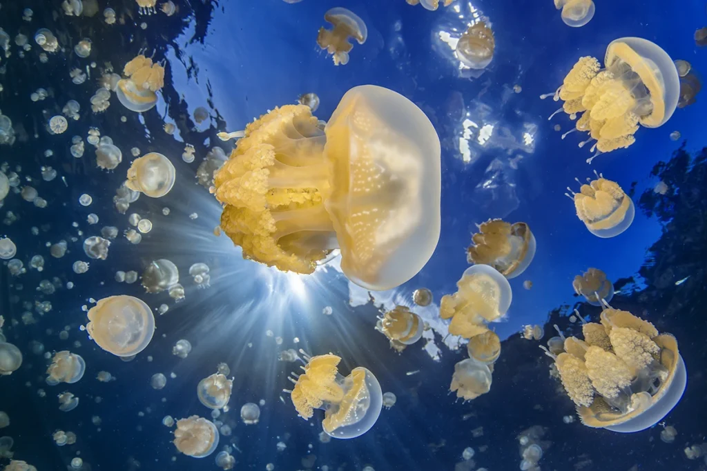 meduse giannaccini sub