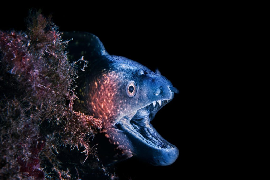 murena bocca aperta gaetano errico gallery fotosub
