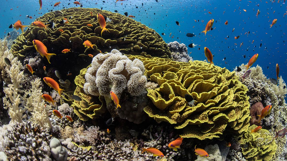 offerte dive camel mar rosso estate