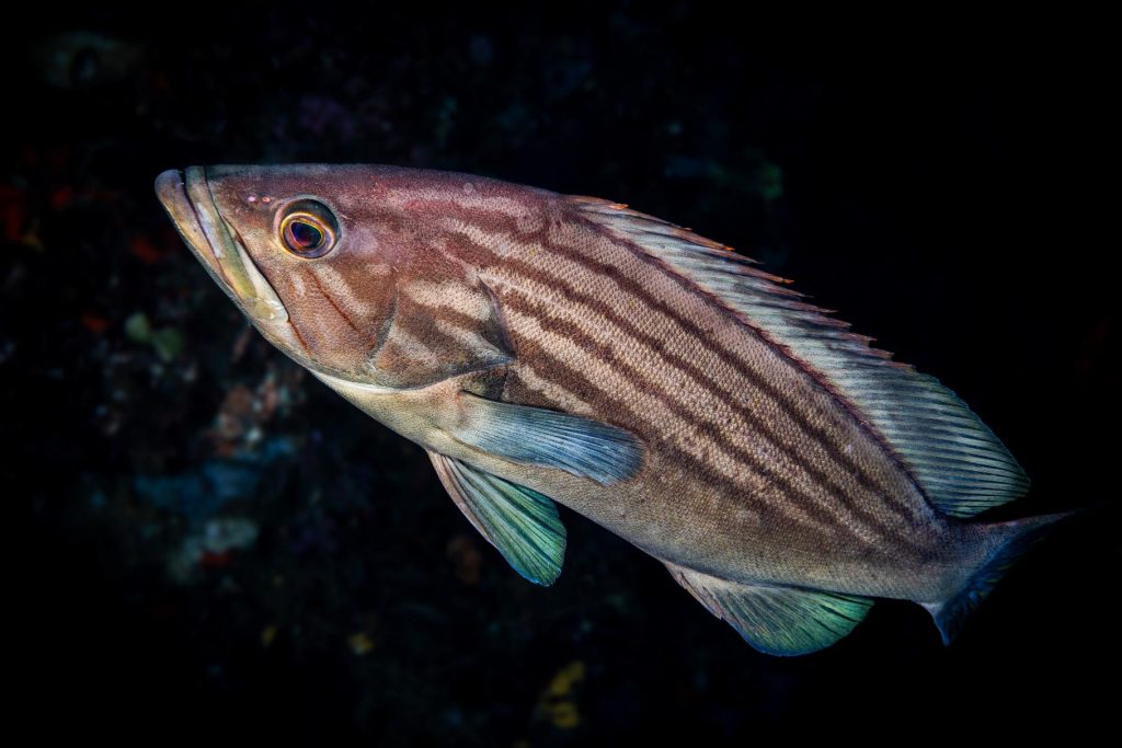 Ritratto ravvicinato di un pesce di scogliera mediterraneo su sfondo scuro