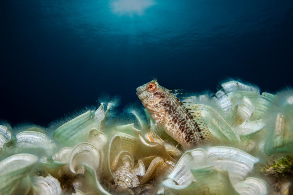 Piccolo pesce bentonico tra valve di conchiglie aperte su fondale sabbioso