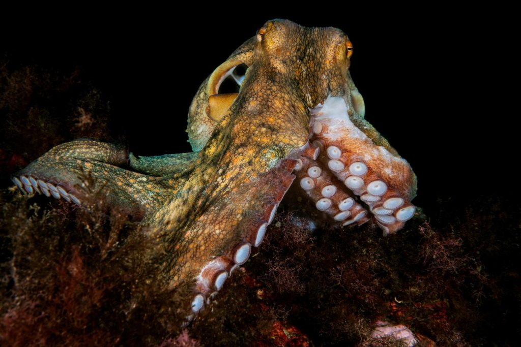 polpo mediterraneo gaetano errico