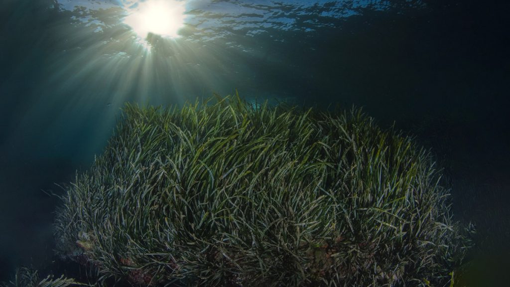 posidonia mar mediterraneo cambiamento