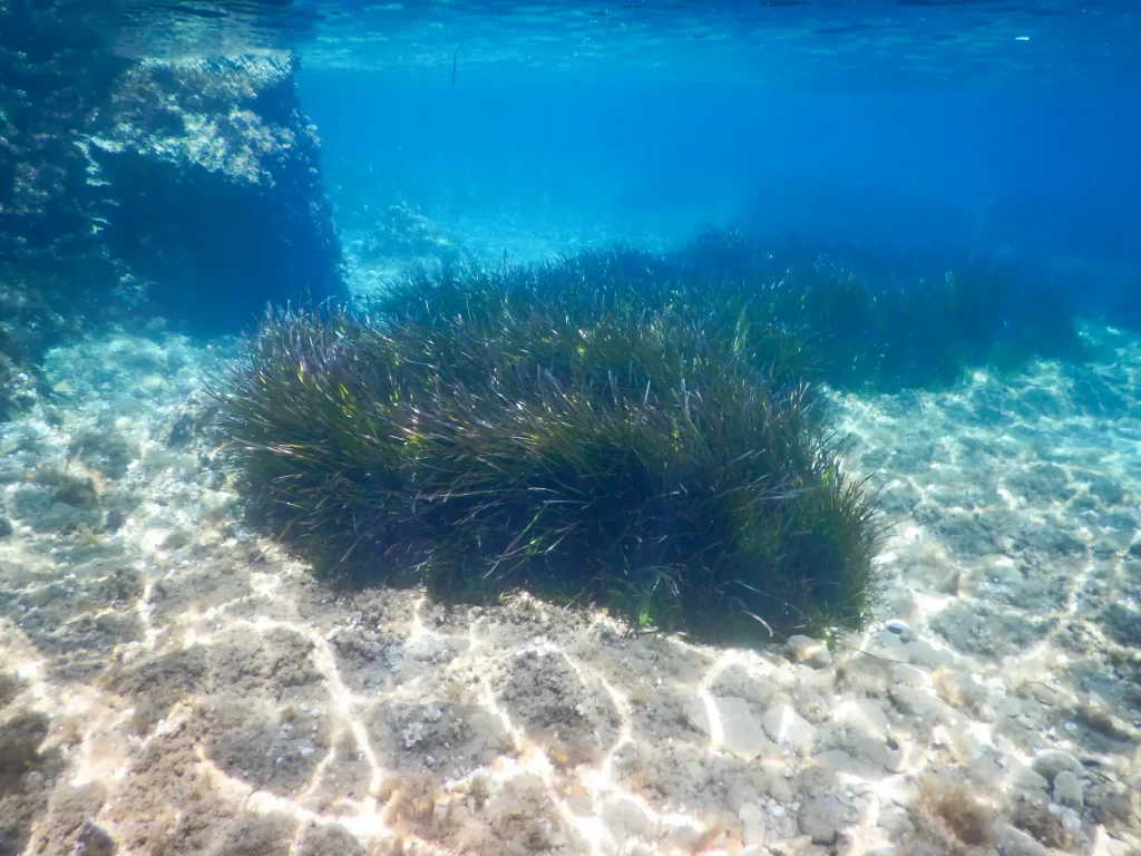 Prateria di Posidonia oceanica nel Mediterraneo, habitat chiave sotto pressione per riscaldamento e tropicalizzazione