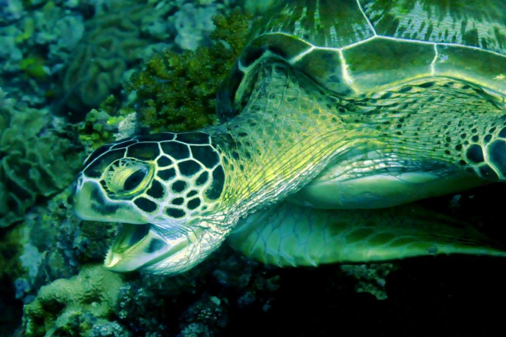 Ritratto ravvicinato frontale di tartaruga verde sott'acqua