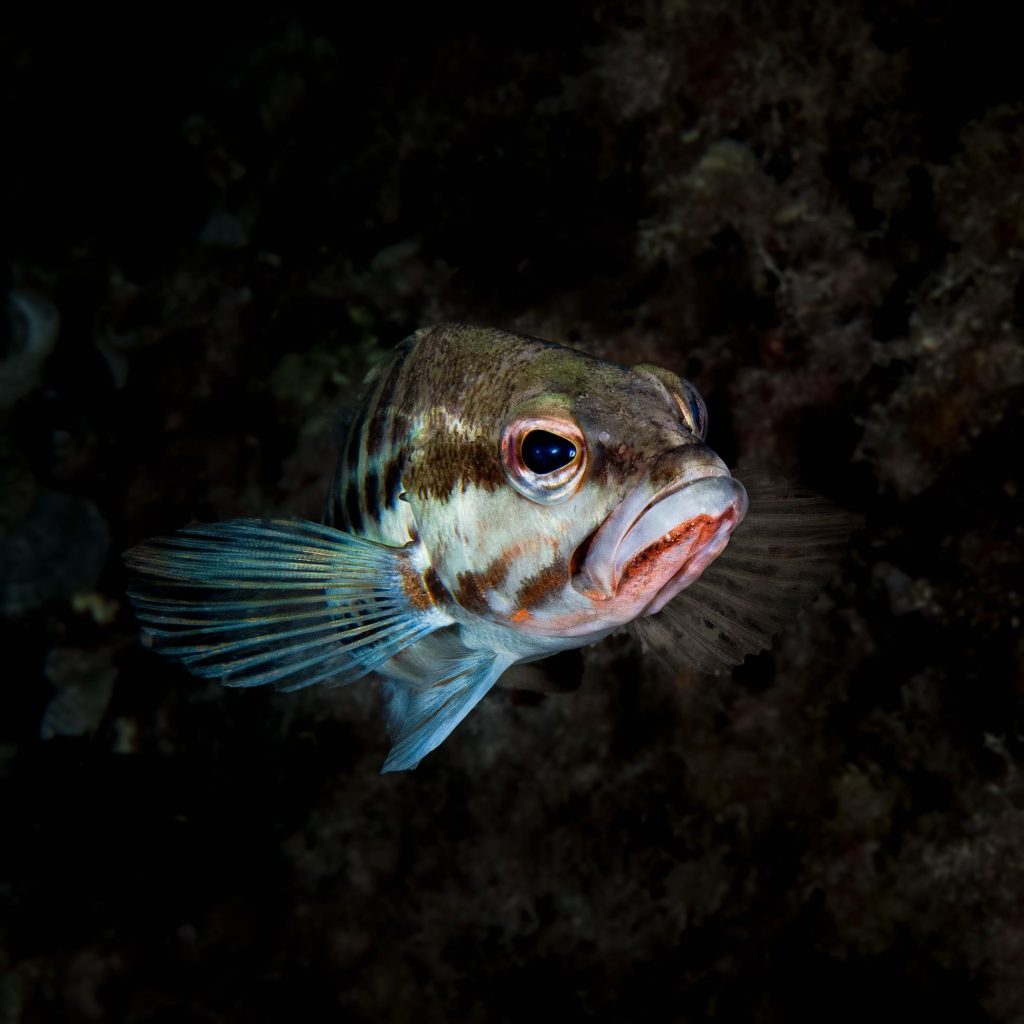 Pesce mediterraneo striato fotografato di profilo su sfondo blu scuro