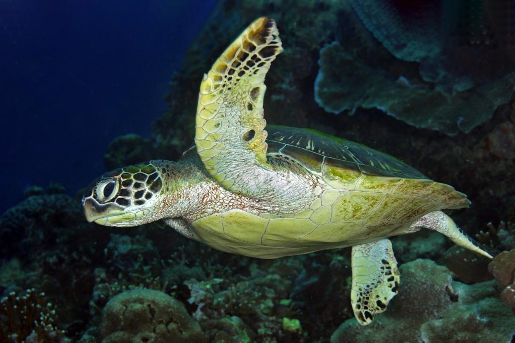 Dettaglio ravvicinato dell'occhio e del capo di una tartaruga verde