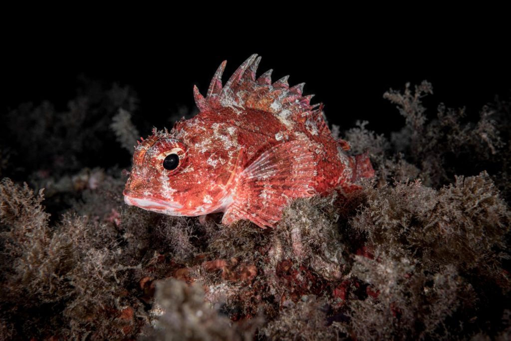 scorfano mediterraneo fotografia gallery gaetano