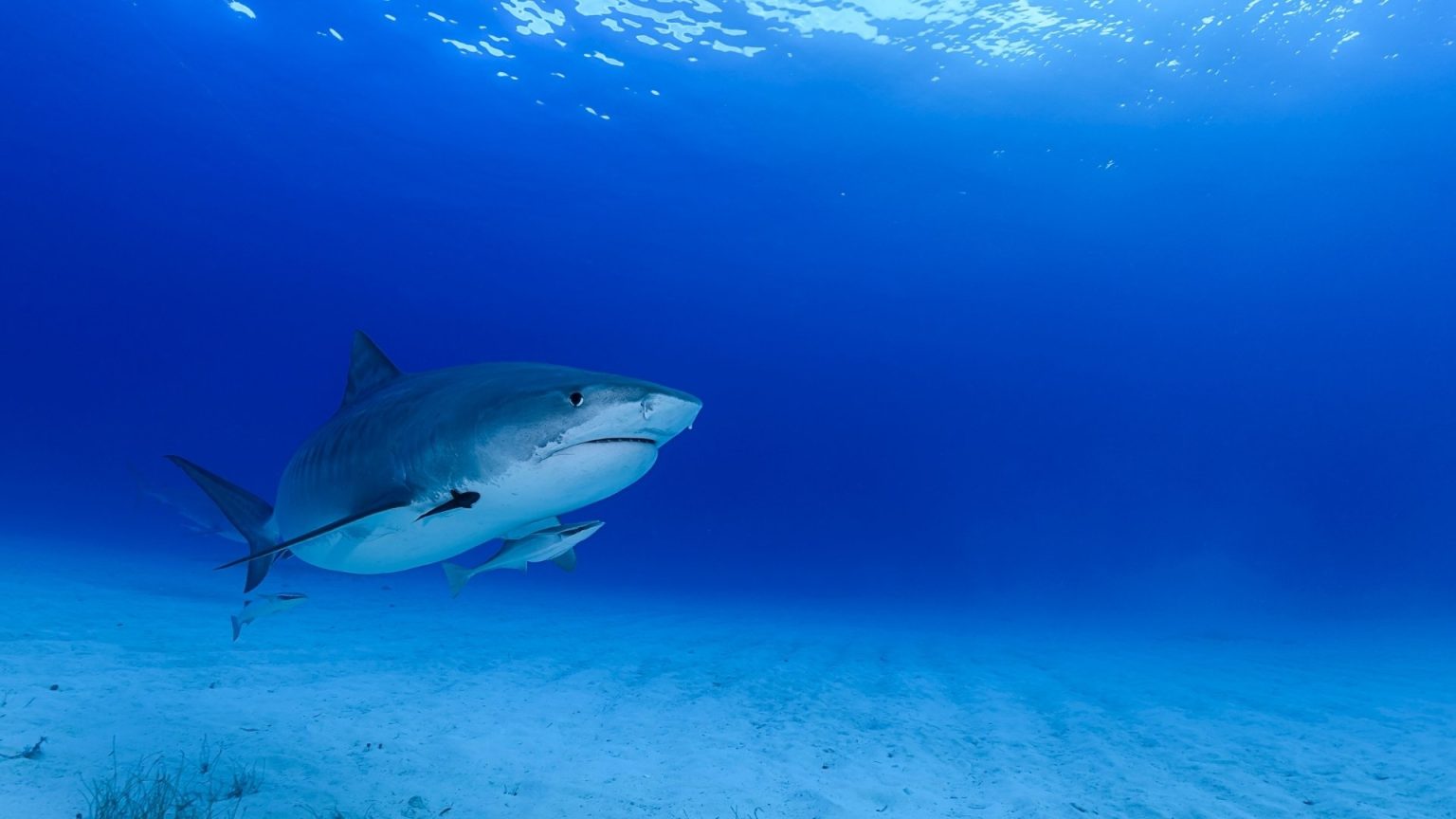 squalo tigre morde fotografo subacqueo