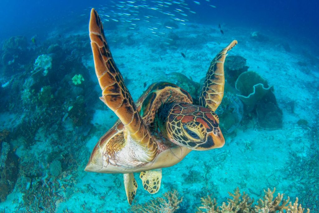 Tartaruga marina fotografata sott’acqua sopra la barriera corallina in mare tropicale