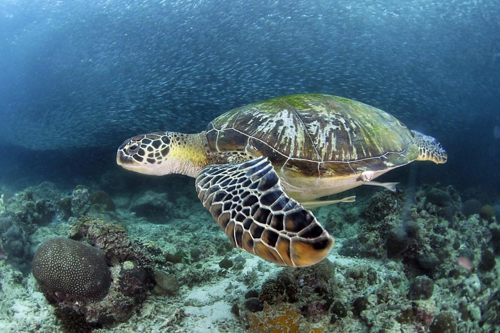 Tartaruga verde in nuoto su fondale corallino con banco di pesci sullo sfondo
