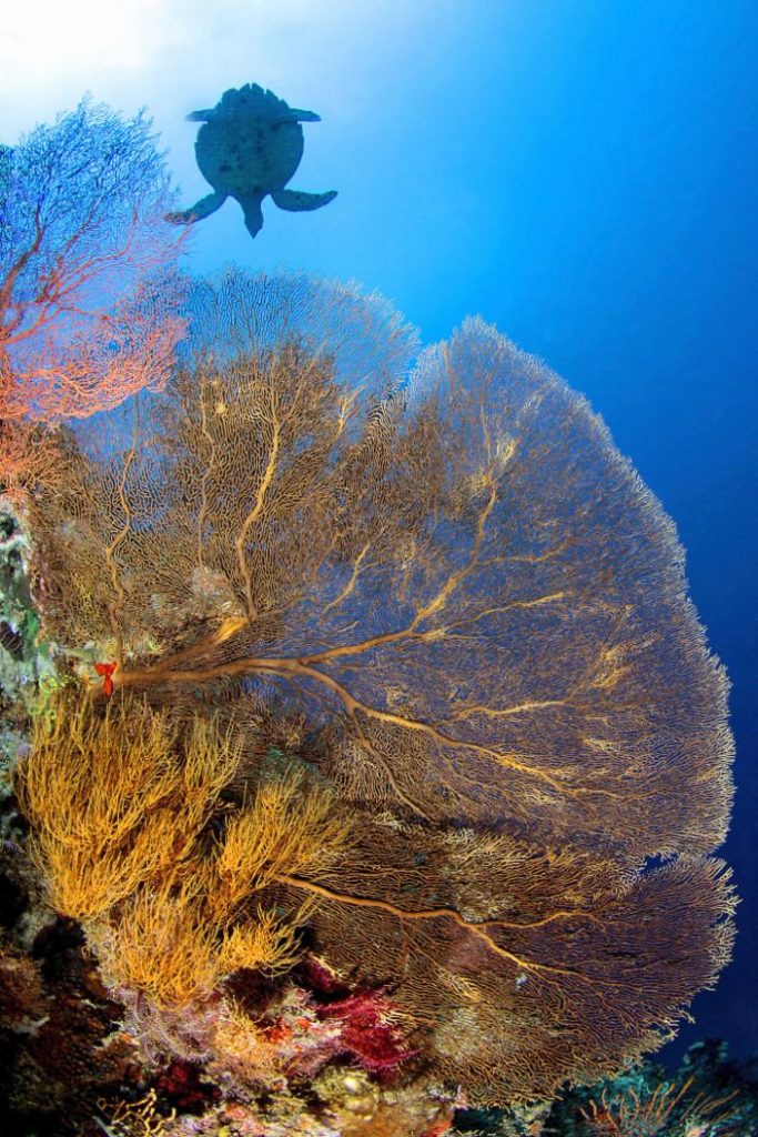 Silhouette di tartaruga verde sopra una parete di gorgonie in acqua blu