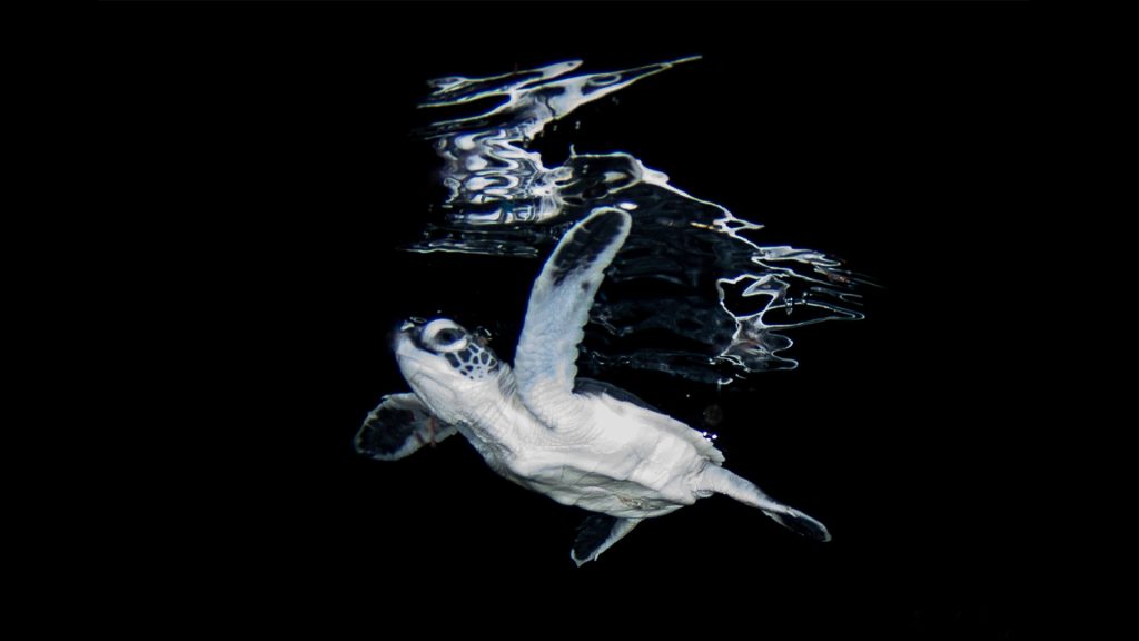 tartaruga verde foto sub