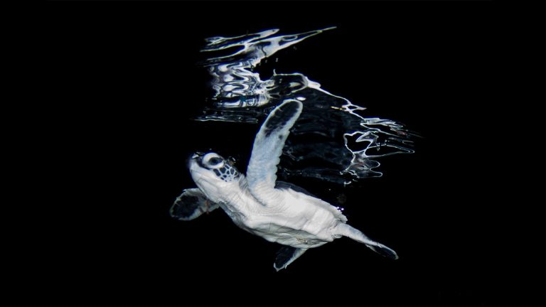 tartaruga verde foto sub