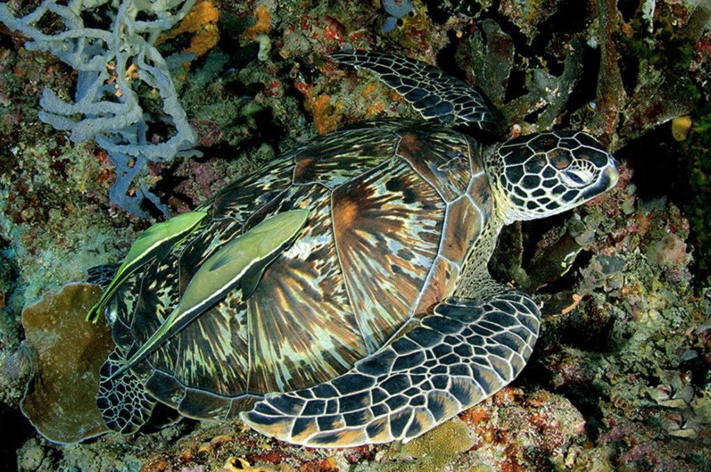 Tartaruga verde con remore sul carapace tra i coralli della barriera