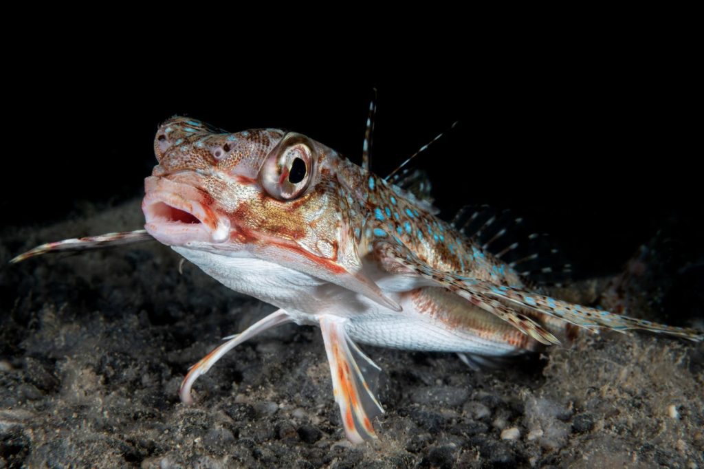 Ritratto ravvicinato di un triglide mediterraneo sul fondale sabbioso