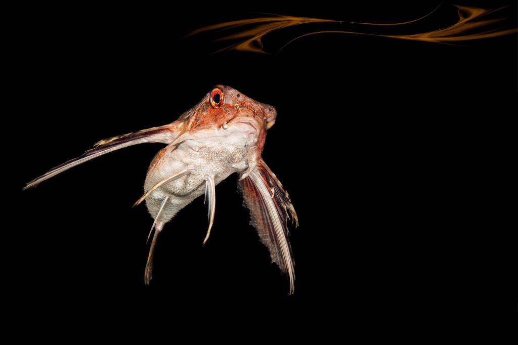 Triglide mediterraneo fotografato frontalmente su sfondo nero