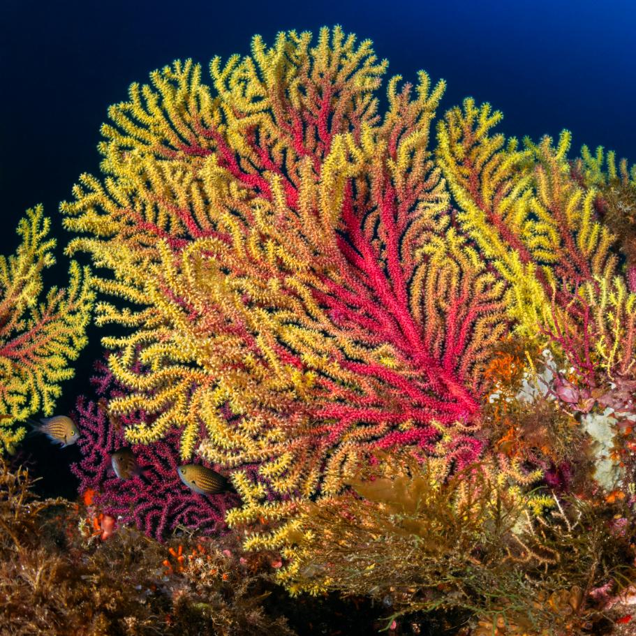 Gorgonia rosa isolata su parete rocciosa con sfondo blu